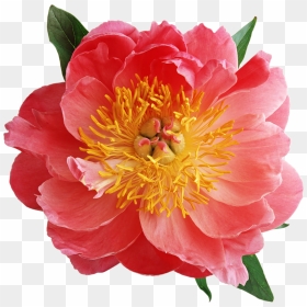Mais Flores Png - Пион Строение Цветка, Transparent Png - flor png