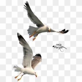 Free Download Seagulls Flying Png Clipart Gulls Bird - Seagulls In Flight Png, Transparent Png - seagulls png