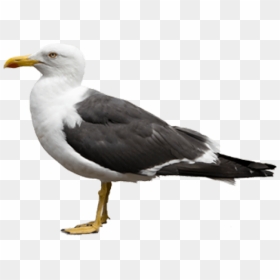 Gull Png Free Images - Gulls Png, Transparent Png - seagulls png