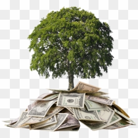 Develop Money Tree - Money Under A Tree, HD Png Download - money tree png