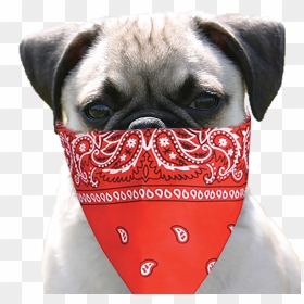 Pug Life T-shirt Campaign - Blood Gang Bandana, HD Png Download - red bandana png