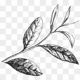 Tea Leaves Png - Green Tea Leaf Drawing Png, Transparent Png - leaf outline png