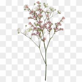 Pngs /like Or Reblog If Used/ - Transparent Dried Flower Png, Png Download - flower pngs