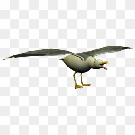 Simple Sea Gull Clip Art - Albatross, HD Png Download - seagulls png