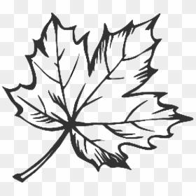 Clipart Free Maple Leaf Google Search Doodles Pinterest - Maple Leaf Line Art, HD Png Download - leaf outline png