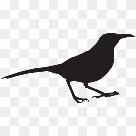 Outline Clipart Of Birds Black And White, HD Png Download - thrasher png