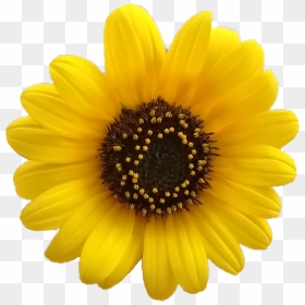 Pour Into Margarita Glass With Margarita Flor Png - Yellow Daisy Flower Png, Transparent Png - flor png