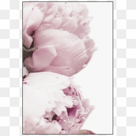 Poster, HD Png Download - pink rose petals png
