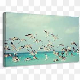 Climate Change Birds, HD Png Download - seagulls png