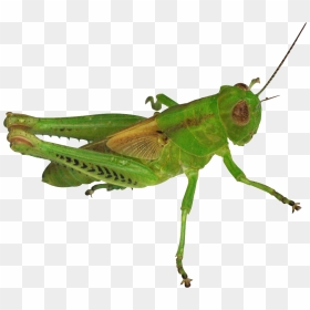 Grasshopper Png - Belalang Png, Transparent Png - grasshopper png