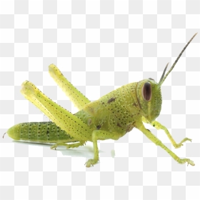Download Grasshopper Png Transparent Image - Grasshopper Transparent, Png Download - grasshopper png