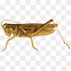 Big Image Png - Butterfly And Grasshopper, Transparent Png - grasshopper png