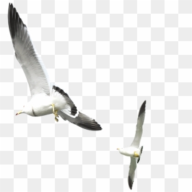 Flying Seagull Png Download - Flying Seagull Transparent Background, Png Download - seagulls png