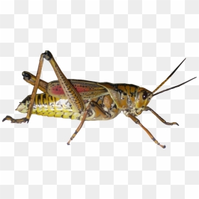 Grasshopper Png Picture - Grasshopper Png, Transparent Png - grasshopper png