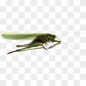 Grasshopper Png - Кузнечик Пнг, Transparent Png - grasshopper png