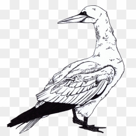 Pictures Of Seagulls To Colour - Gull, HD Png Download - seagulls png