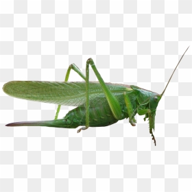 Grasshopper Png - Насекомые На Прозрачном Фоне, Transparent Png - grasshopper png