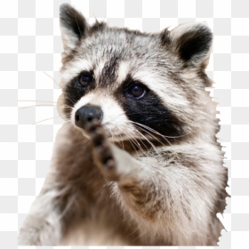 Racoon Sticker , Png Download - Smartest Animals, Transparent Png - racoon png