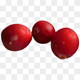 Free Png Cranberries Png Images Transparent - Single Cranberry Png, Png Download - cranberry png
