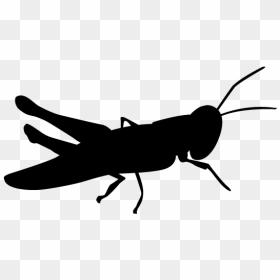 Grasshopper Clipart Silhouette - Grasshopper Silhouette Clipart, HD Png Download - grasshopper png
