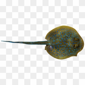 Fish, Whiptail Stingray, Deep Sea, Organism Png Image - Stingray Image With No Background, Transparent Png - sting png