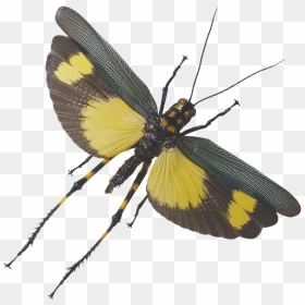 Grasshopper Flying Png , Png Download - Flying Grasshopper Png, Transparent Png - grasshopper png