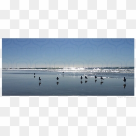 Seagulls, HD Png Download - seagulls png