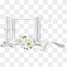 Pix Display, Png V - Jasmine, Transparent Png - seagulls png