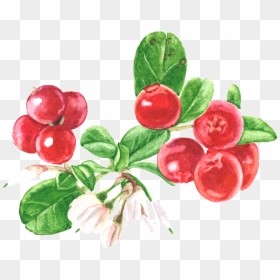 Cranberry, HD Png Download - cranberry png