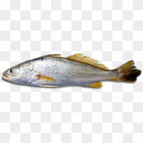 Download Free Fish Png Transparent Images Transparent - Fish Of The Southern Colonies, Png Download - bass fish png