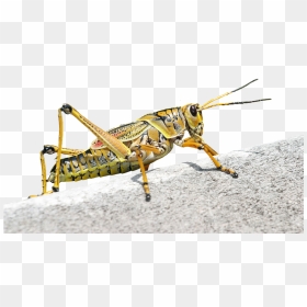 Grasshopper Animal, HD Png Download - grasshopper png