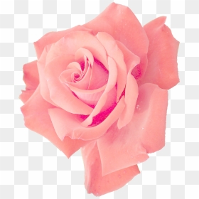 Transparent Pink Flower Png, Png Download - real flower png
