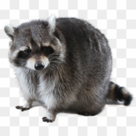 Raccoon Png, Transparent Png - racoon png