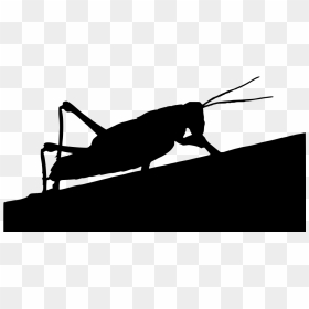 Gambar Kartun Jangkrik Hitam Sketsa, HD Png Download - grasshopper png