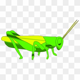 Grasshopper Clipart - Grasshopper Clip Art, HD Png Download - grasshopper png