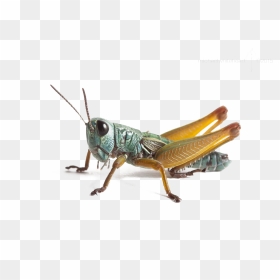 Grasshopper In Hindi, HD Png Download - grasshopper png