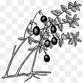 Cranberry Clip Arts - Guava Tree Black And White, HD Png Download - cranberry png