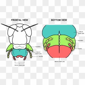 Grasshopper Mouth Anatomy, HD Png Download - grasshopper png