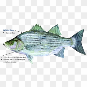 White Bass - Oklahoma Sand Bass, HD Png Download - bass fish png