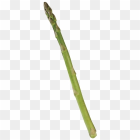 Single Asparagus Clip Arts - Bamboo, HD Png Download - asparagus png