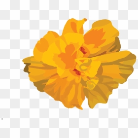 Marigold-flor - Tagetes Patula, HD Png Download - flor png