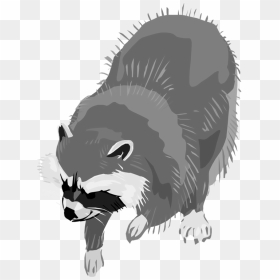 Free Raccoon Png Image Clipart - Clip Art Png Transparent Raccoon Transparent Background, Png Download - racoon png
