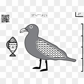 Gull - Seabird, HD Png Download - seagulls png