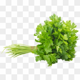 Coriander Transparent, HD Png Download - parsley png