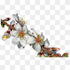Almond Branch In Bloom Free Image On Pixabay - Blooming Almonds Tree Png, Transparent Png - flor png