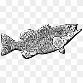 Pomacentridae, HD Png Download - bass fish png