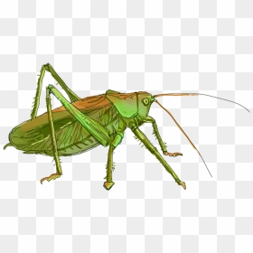 Transparent Grasshopper Clipart - Tettigonia Viridissima Drawing, HD Png Download - grasshopper png