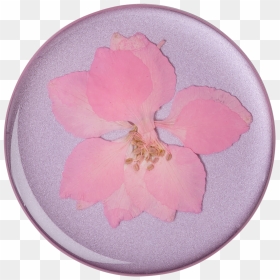 Transparent Real Flower Png - Pop Socket Pressed Flower, Png Download - real flower png