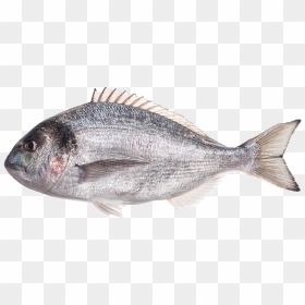 Snapper, HD Png Download - bass fish png