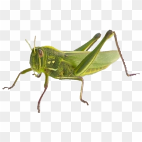 Grasshopper, HD Png Download - grasshopper png